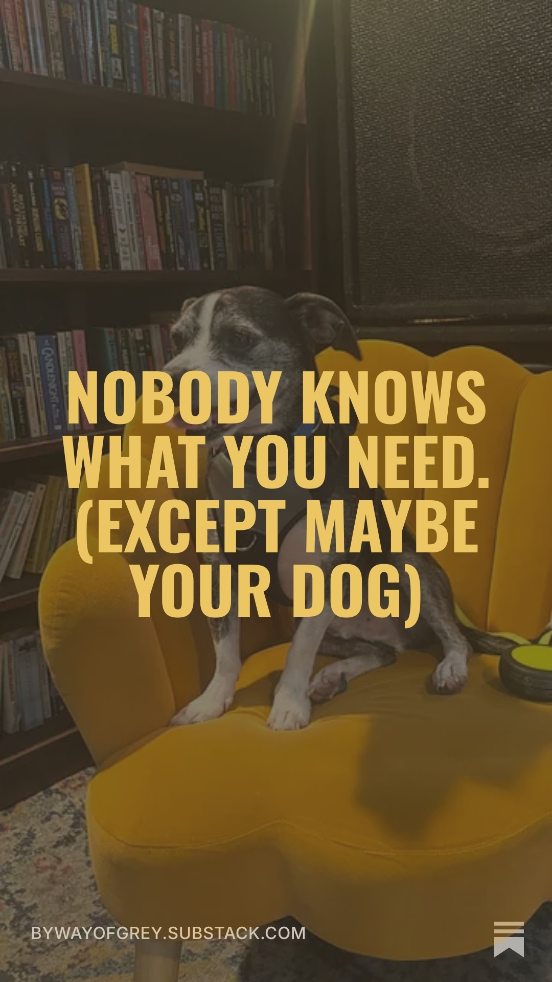 Nobody knows what you need. (Except Maybe Your Dog)